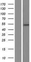 WDR21A / DCAF4 Protein (Over-Expression Lysate Myc-DDK (Flag))