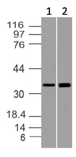 IHC-plus™ Monoclonal Mouse anti-Human GAPDH Antibody (clone ABM22C5, aa120-320, IHC, WB)