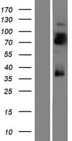 LRRTM4 Protein (Over-Expression Lysate Myc-DDK (Flag))