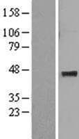 MAT / MAT1A Protein (Over-Expression Lysate Myc-DDK (Flag))