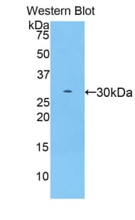 YWHAZ / 14-3-3 Zeta Antibody (aa1-245)