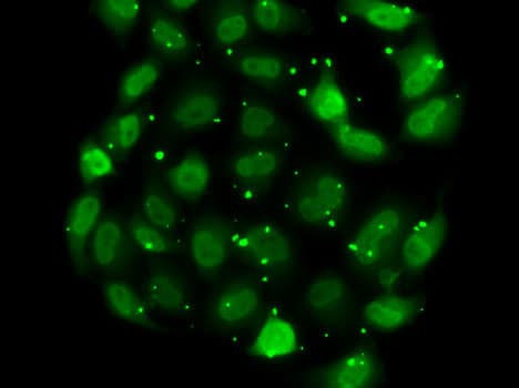 DR1 / NC2 Antibody