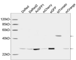 Monoclonal Rabbit GFP Antibody (IF, WB)