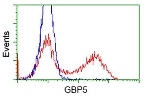 GBP5 Antibody (clone OTI8D8)