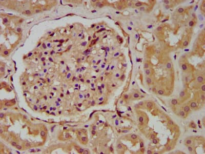 WNT9B / WNT15 Antibody