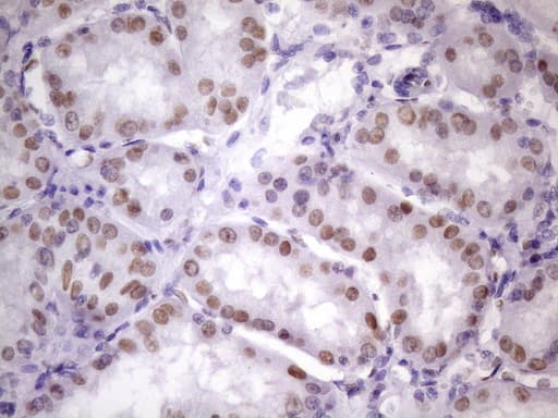 NUDT21 Antibody (aa2-227, clone OTI13H1, Carrier-free)