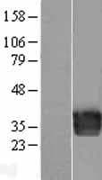 Endothelin 3 / EDN3 Protein (Over-Expression Lysate Myc-DDK (Flag))