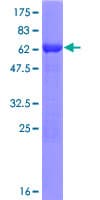 Human POLR3F Protein (Recombinant GST)