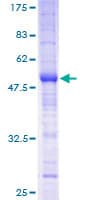 Human MS4A12 Protein (Recombinant GST)