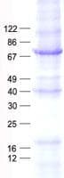 Human TEC Protein (Recombinant His, N-Terminal)