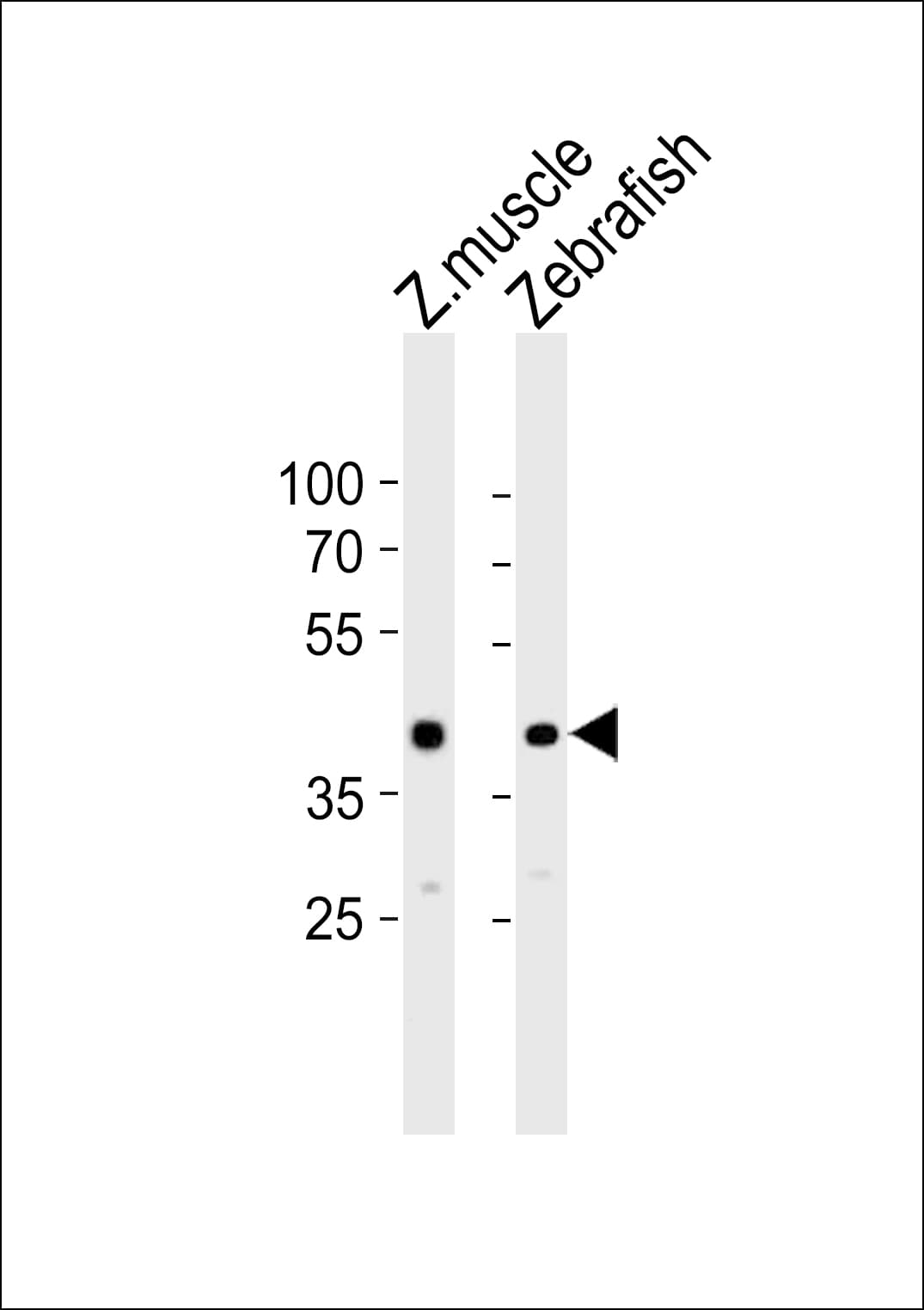 Polyclonal Rabbit anti-Zebrafish mycla Antibody (aa80-113, WB)