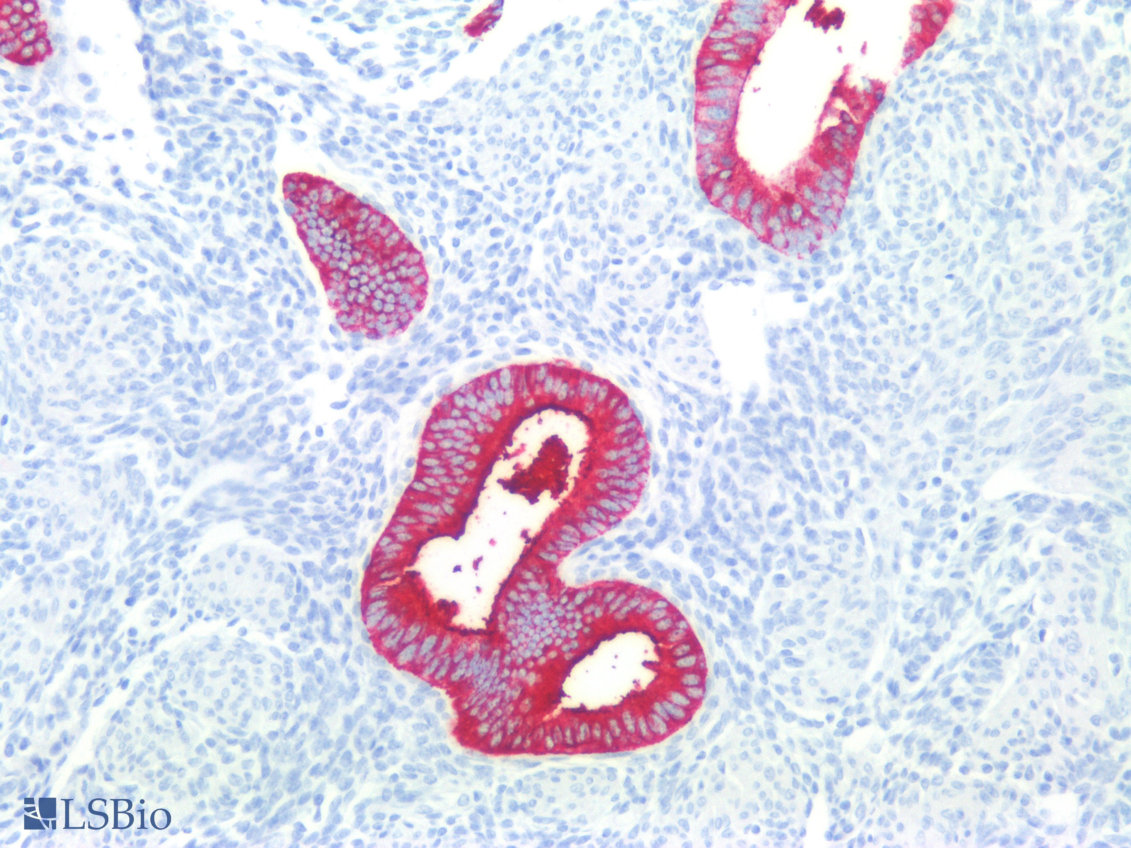 SSEA-1 / Lewis x / CD15 Antibody