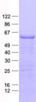 Human FAM222B Protein (Recombinant His, N-Terminal)