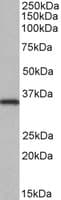 IHC-plus™ NEK7 Antibody (aa29-39)