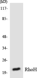 TTF / RHOH Antibody (aa85-134)