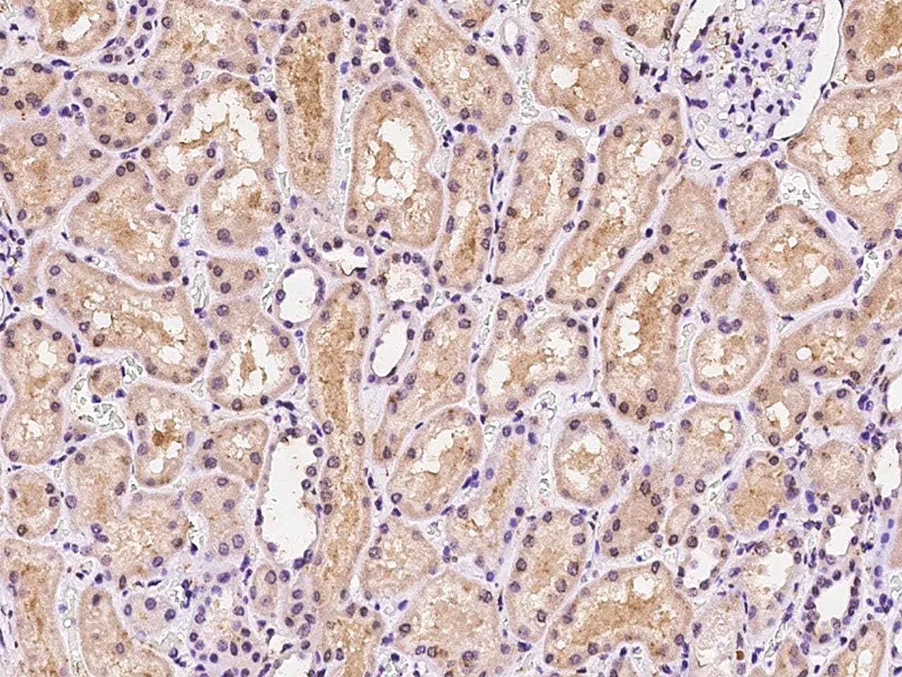 MSRA Antibody