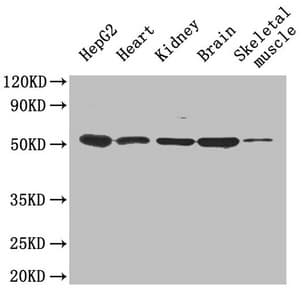 Polyclonal Rabbit anti-Mouse IGFBP1 Antibody (aa26-272)