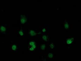 SAMHD1 Antibody (clone 2D7, Carrier-free)