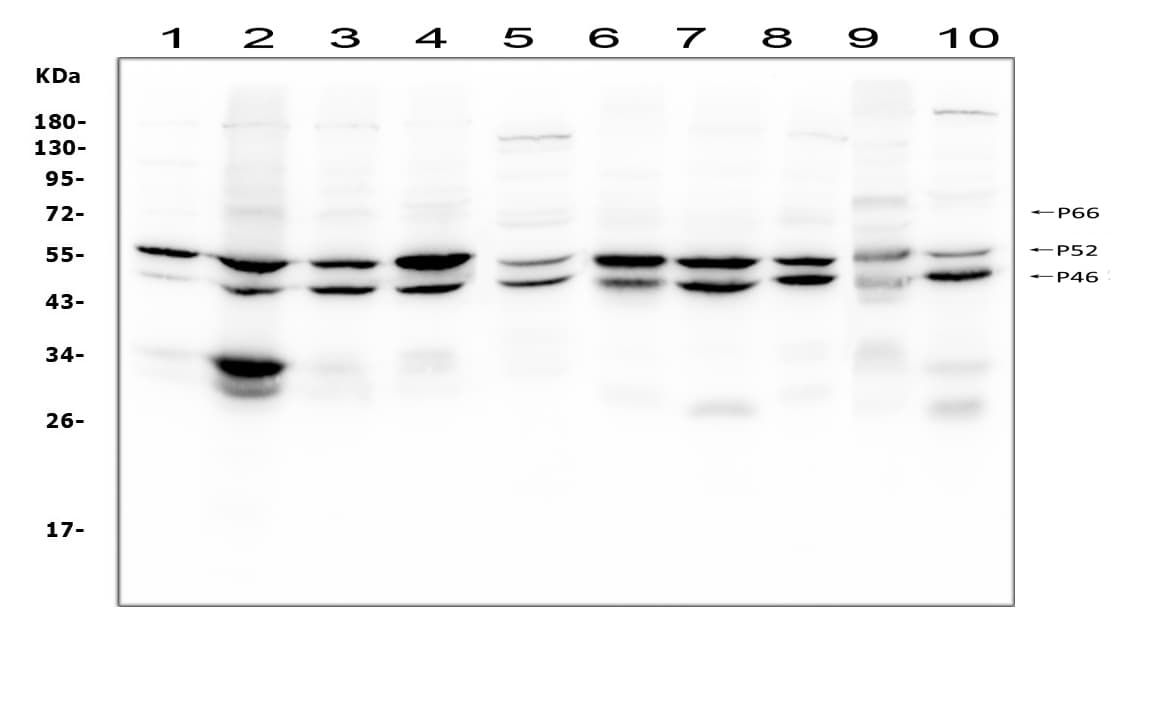 p66 / SHC Antibody (aa536-564)