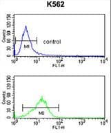 Polyclonal Rabbit anti-Human P40PHOX / NCF4 Antibody (aa260-289, IHC, WB)