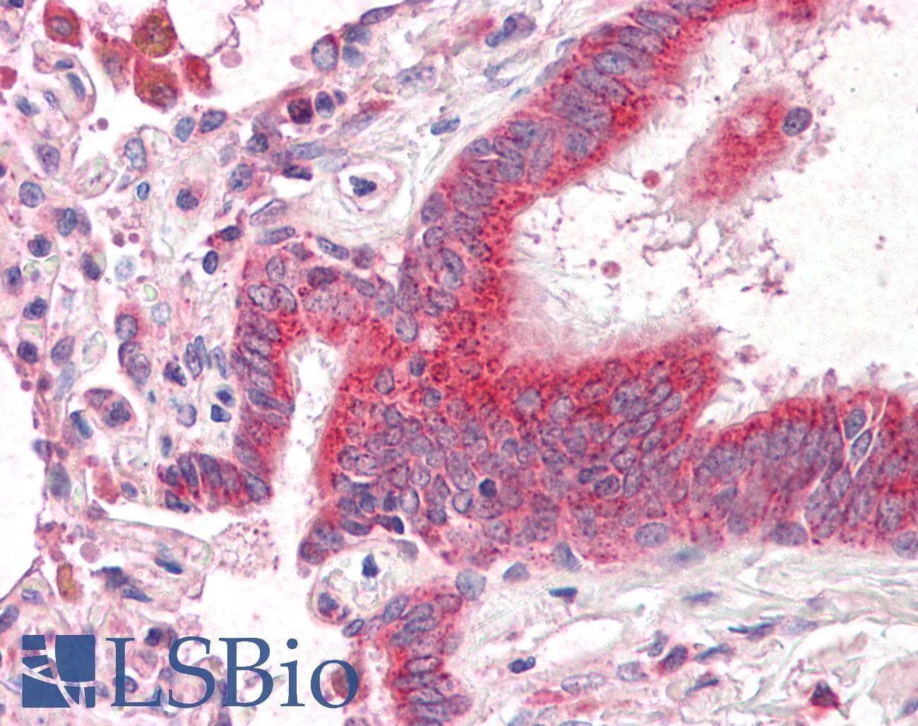 IHC-plus™ Polyclonal Rabbit anti-Human MRPL46 Antibody (aa111-160, IHC, WB)