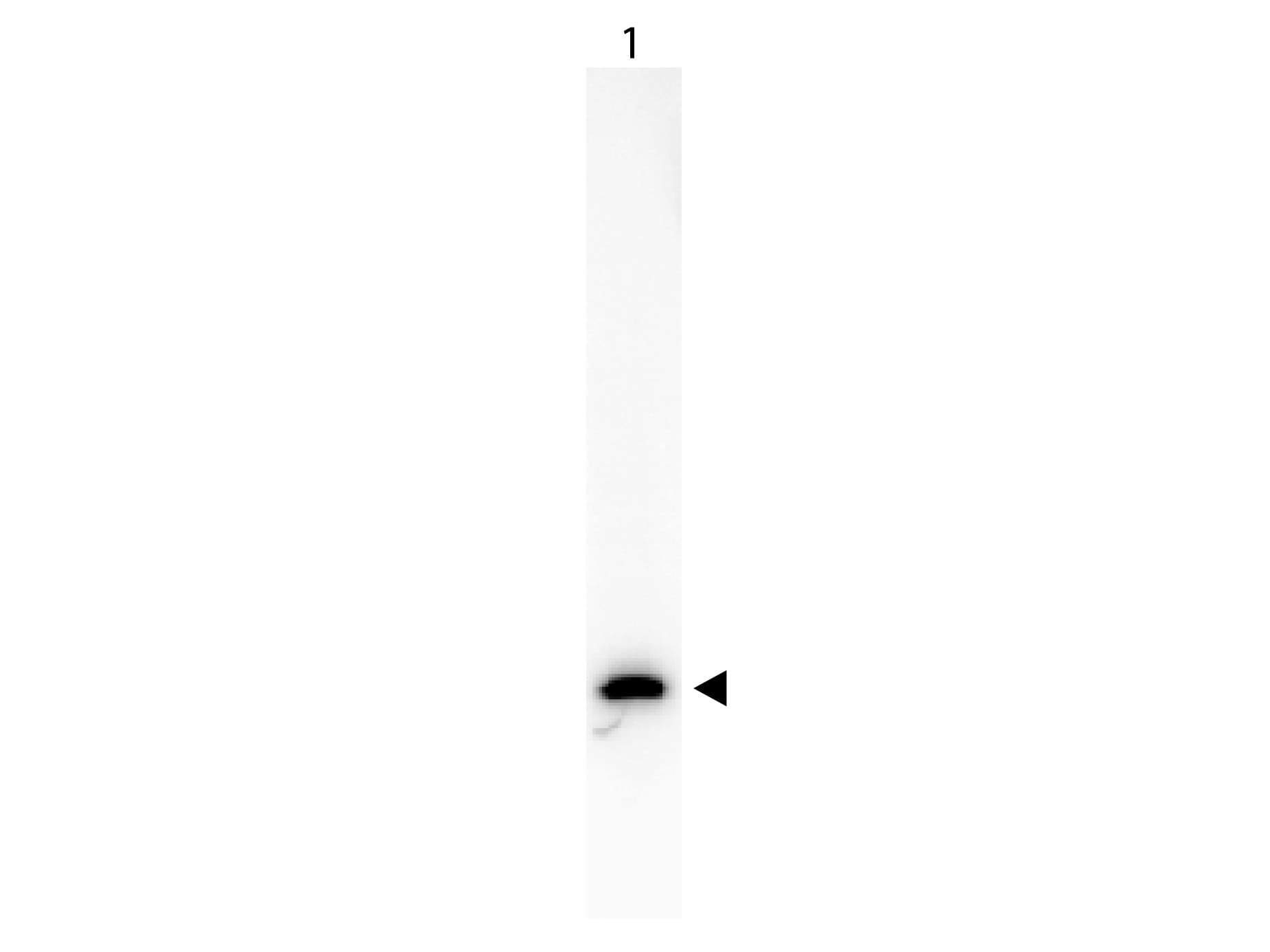Monoclonal Mouse anti-Aequorea victoria GFP Antibody (clone 9F9.F9, Biotin, IHC, WB)