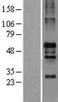 NOS1AP / CAPON Protein (Over-Expression Lysate Myc-DDK (Flag))