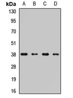 STRAP / MAWD Antibody