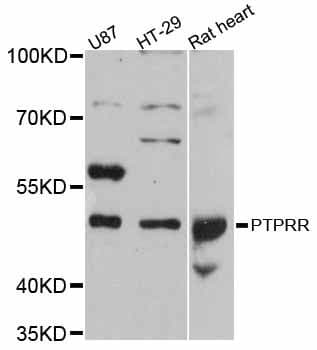 PTPRR Antibody