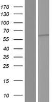 HCK Protein (Over-Expression Lysate Myc-DDK (Flag))