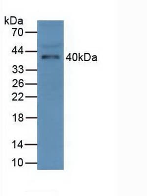 FCN1 / Ficolin-1 Antibody (aa25-317, APC)