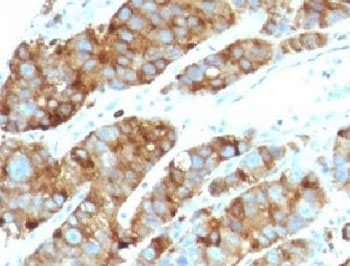 CD63 Antibody (clone LAMP3/968, Ready-to-Use)