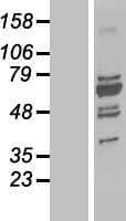 UBP1 Protein (Over-Expression Lysate Myc-DDK (Flag))