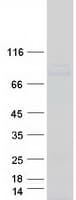 Human POLI Protein (Recombinant Myc-DDK (Flag))