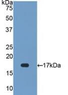 SOD1 / Cu-Zn SOD Antibody (aa2-154)
