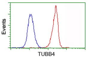 Monoclonal Mouse anti-Human TUBB4 / Tubulin Beta 4 Antibody (clone OTI5C1, IHC, IF, WB)