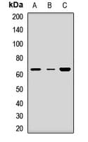 Polyclonal Rabbit anti-Human AVPR1A / V1a Receptor Antibody (WB)