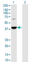 PRPSAP1 Antibody (clone 5H10)