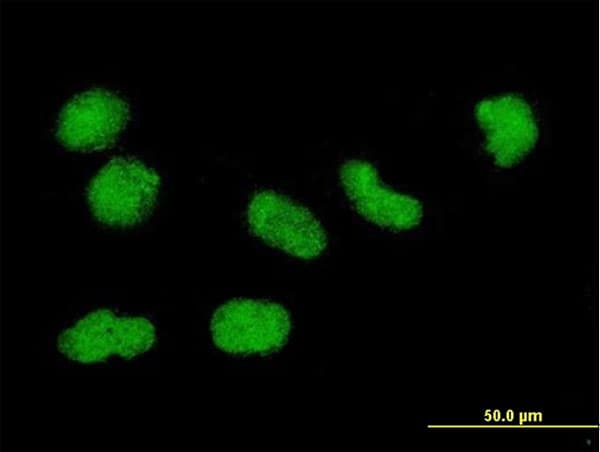 IHC-plus™ Histone H3.3 Antibody (clone 2D7-H1)