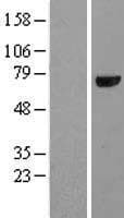 CRY1 Protein (Over-Expression Lysate Myc-DDK (Flag))