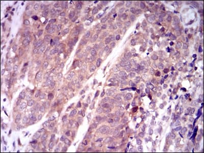 KEAP1 Antibody (clone 7G4B10)