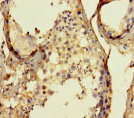 MAPRE1 / EB1 Antibody