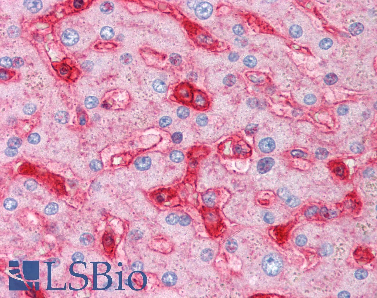 IHC-plus™ B2M / Beta 2 Microglobulin Antibody (clone 2213)