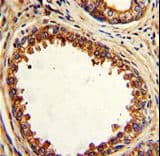 PTP4A2 / PRL-2 Antibody (aa32-59)
