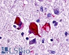 PathPlus™ GPR78 Antibody (Cytoplasmic Domain)