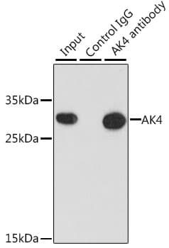AK4 / Adenylate Kinase 4 Antibody