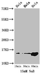 HIST1H2AI Antibody