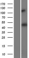 HMGCS2 / HMG-CoA Synthase 2 Protein (Over-Expression Lysate Myc-DDK (Flag))
