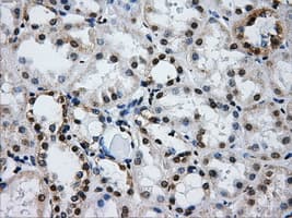 IFIT3 Antibody (clone OTI1G1, Carrier-free)