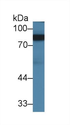 AOC1 Antibody (aa292-460)